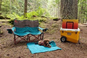Camping chair with mat and puppy next to secure cooler in forest